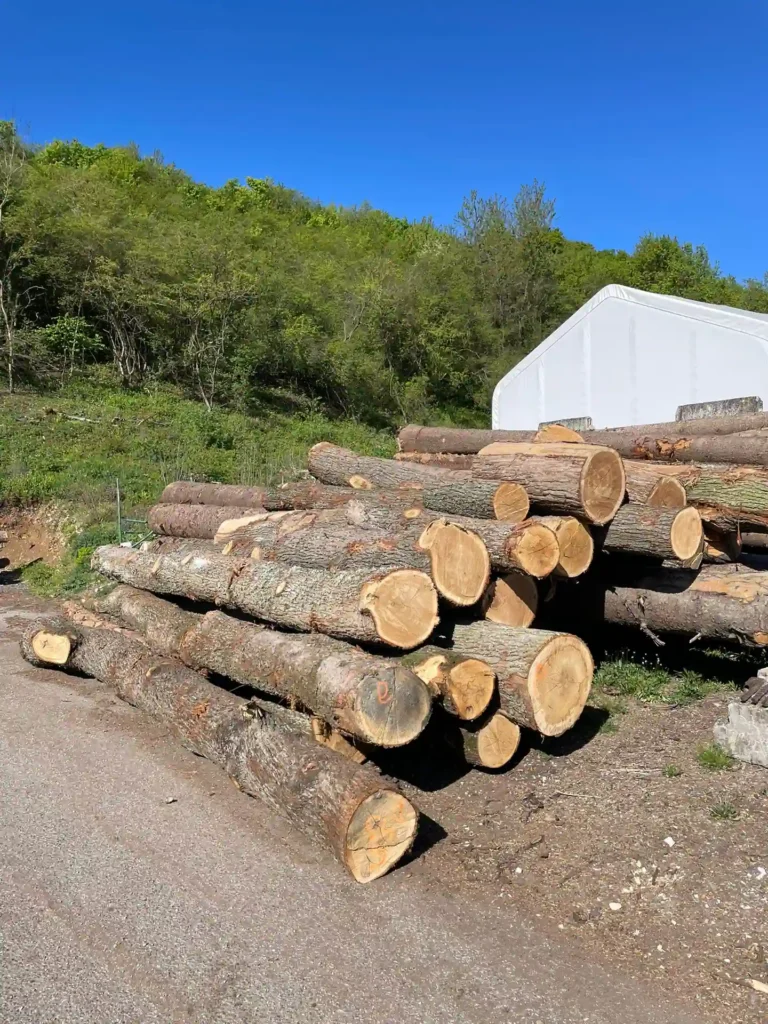 DĄB – kłody tartaczne, długość 3/4/5/6 m – SPRZEDAM