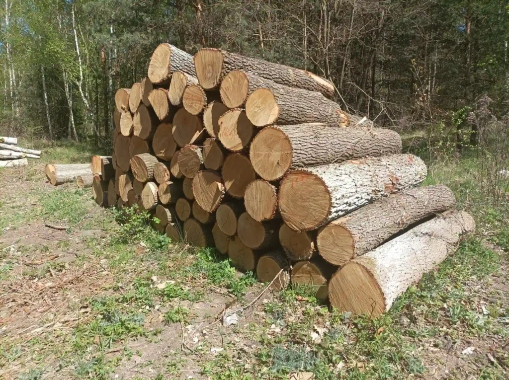 DĄB – kłody tartaczne, długość 2,2/2,5/2,7 m – SPRZEDAM