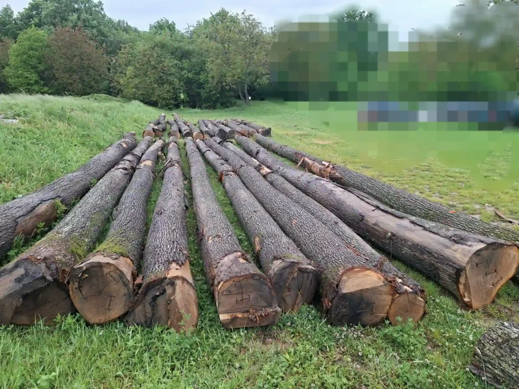 DĄB – dłużyce tartaczne, długość 11,8 m – SPRZEDAM