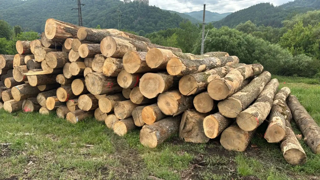 JESION – kłody tartaczne, długość 4 m – SPRZEDAM