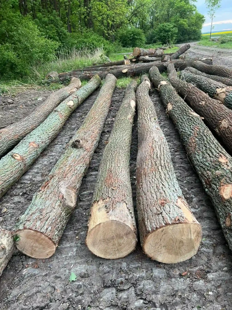 DĄB – drewno tartaczne, długość 4-12 m – SPRZEDAM