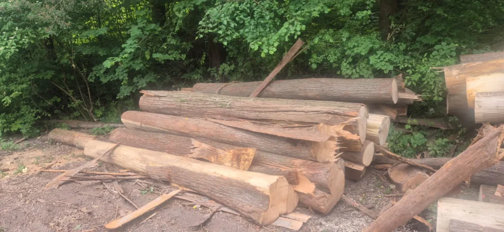 LIPA – kłody tartaczne, długość 4 m – SPRZEDAM