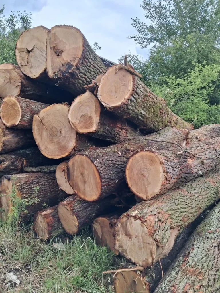 DĄB – kłody tartaczne, długość 3/4 m – SPRZEDAM