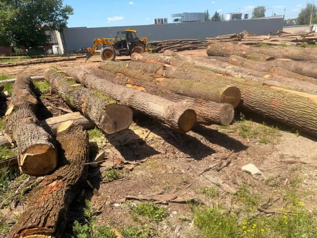 DĄB – drewno tartaczne, długość 3-11 m – SPRZEDAM