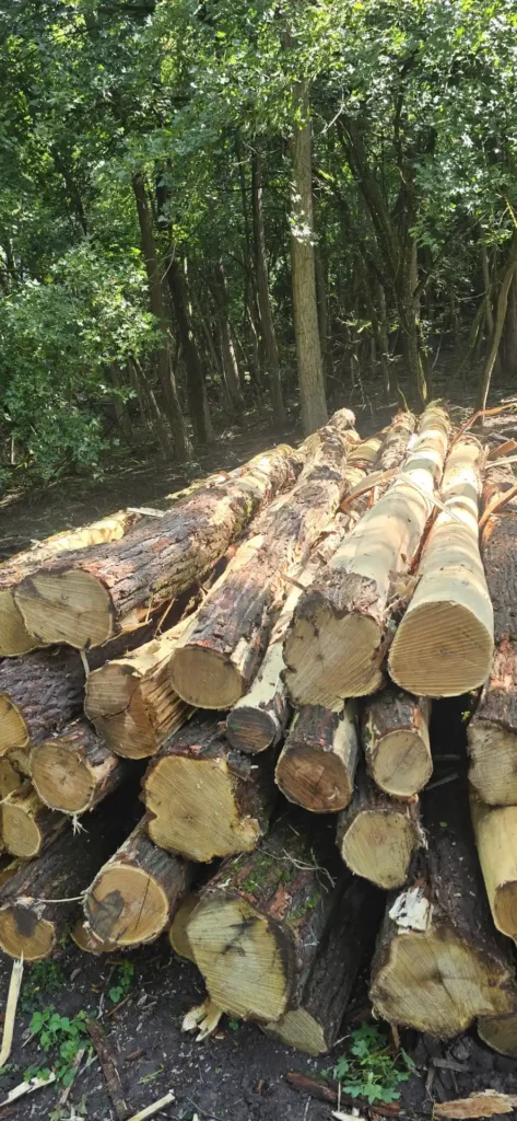 AKACJA – drewno tartaczne, długość 3-11 m – SPRZEDAM