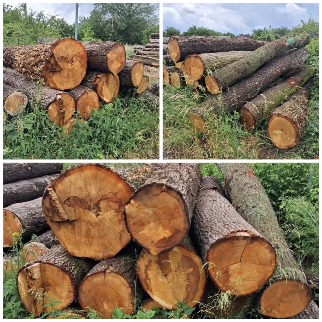 DĄB – kłody tartaczne, długość 3/4/5 m – SPRZEDAM