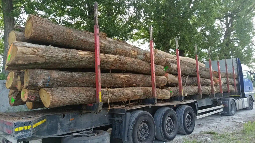 DĄB – kłody tartaczne, długość 4 m – SPRZEDAM
