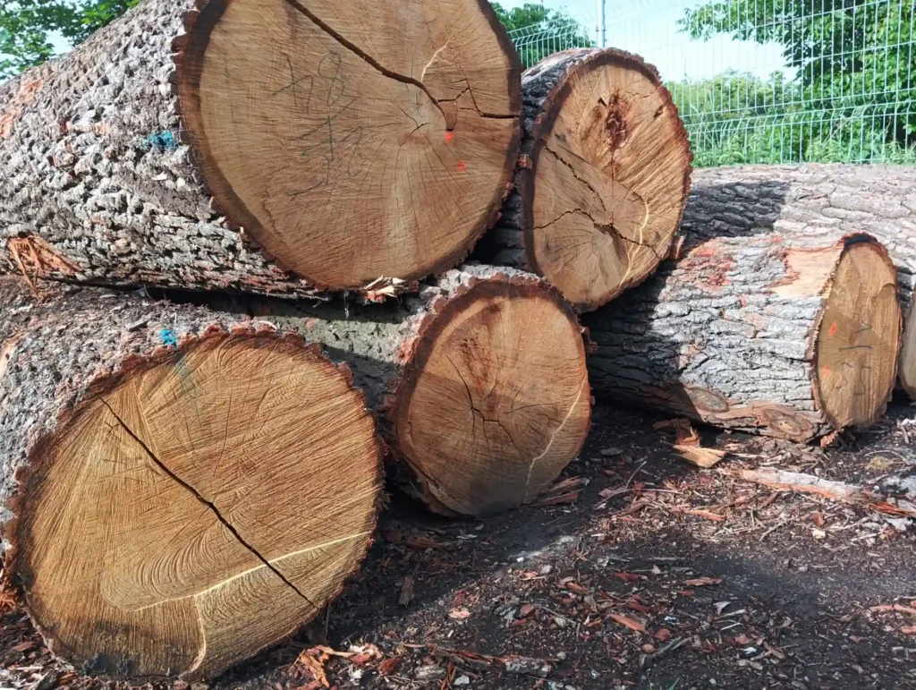 DĄB – kłody tartaczne, długość 2,5/3/4/5 m – SPRZEDAM