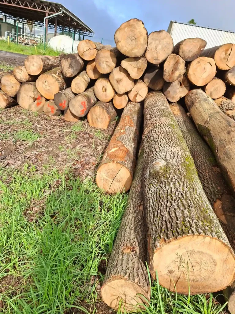JESION – kłody tartaczne, długość 4 m – SPRZEDAM