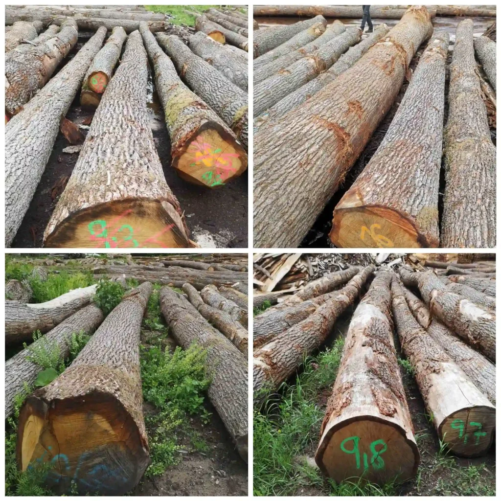 DĄB – dłużyca 30–50+ cm | 300 m³ dostępne | Stała sprzedaż drewna okrągłego