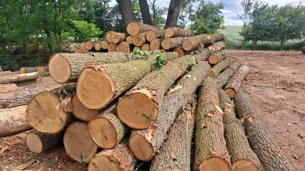 DĄB – kody tartaczne, długość 3/4/5 m – SPRZEDAM