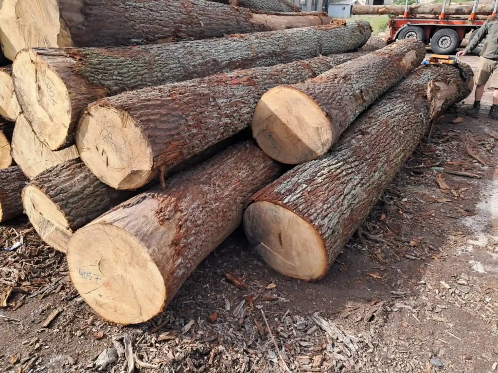 DĄB – kody tartaczne, długość 3/4/5/6 m – SPRZEDAM