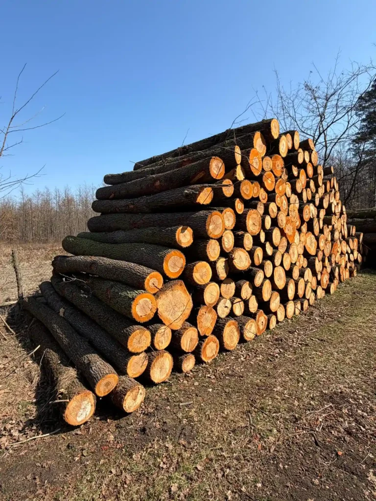 OLCHA – kłody tartaczne, długość 4 m – SPRZEDAM