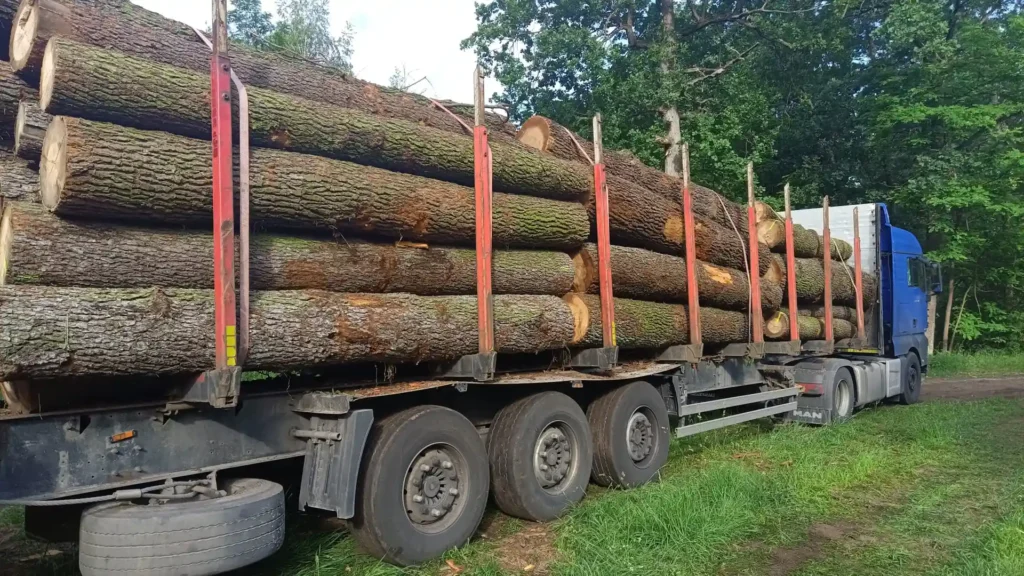 OLCHA – kłody tartaczne, długość 4 m – SPRZEDAM