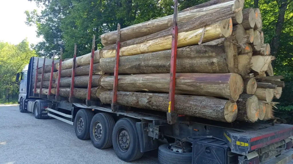 LIPA – kłody tartaczne, długość 4 m – SPRZEDAM