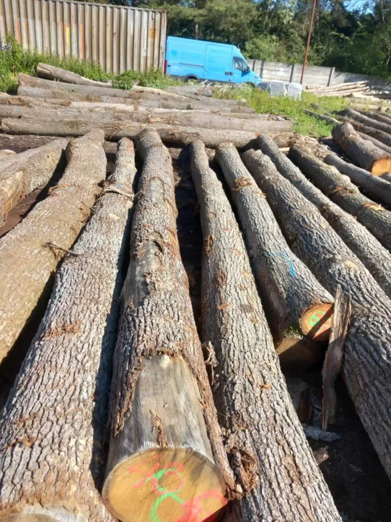 DĄB – drewno tartaczne, długość 4-12 m – SPRZEDAM