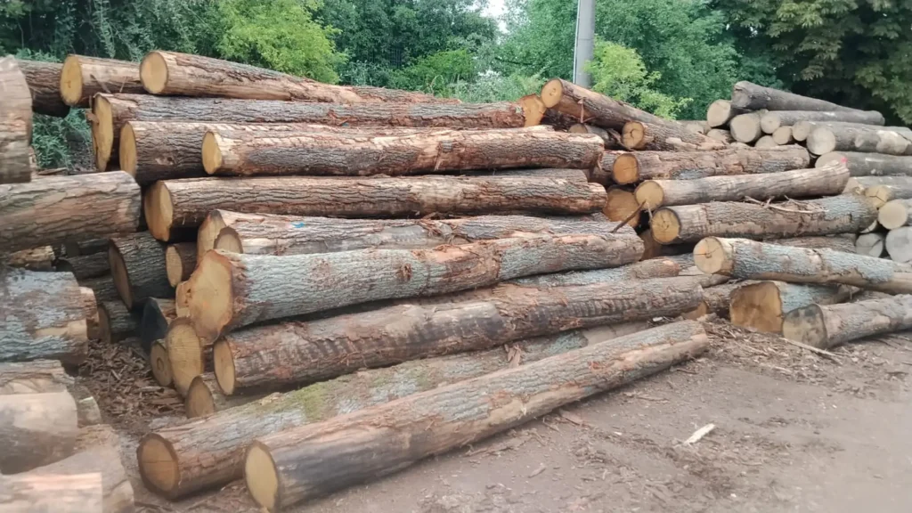 DĄB – kłody tartaczne, długość 4 m – SPRZEDAM
