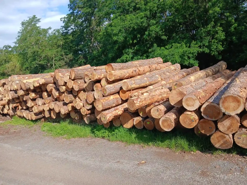 SOSNA – kłody tartaczne, długość 4 m – SPRZEDAM