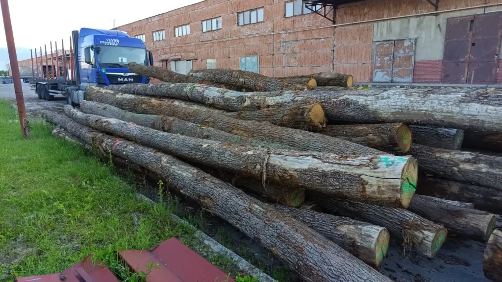 DĄB – drewno tartaczne, długość 4-11 m – SPRZEDAM
