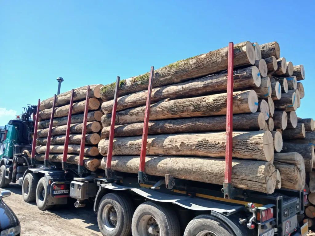 JESION – kłody tartaczne, długość 4 m – SPRZEDAM