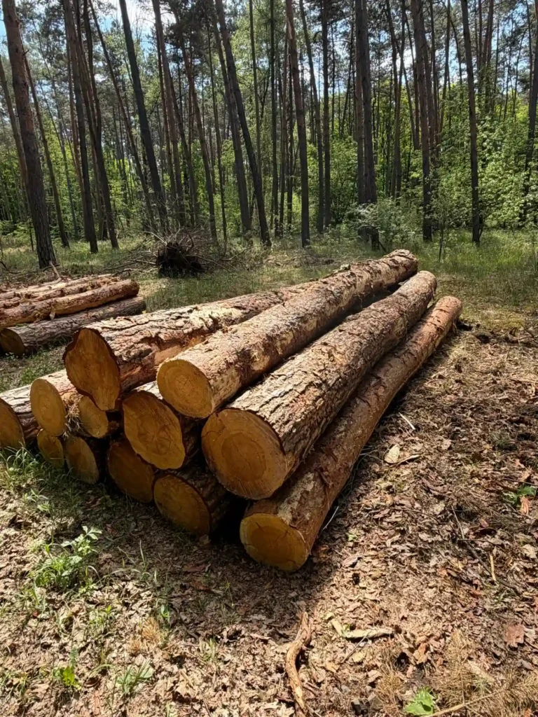 SOSNA – kłody tartaczne, długość 5 m – SPRZEDAM