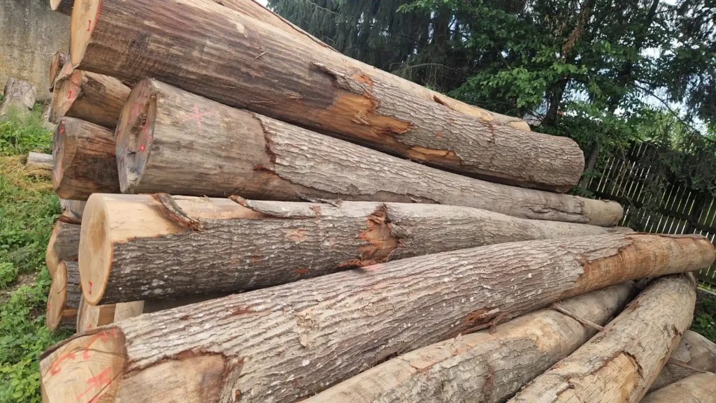 DĄB CZERWONY – kłody tartaczne, długość 4/5/6 m – SPRZEDAM