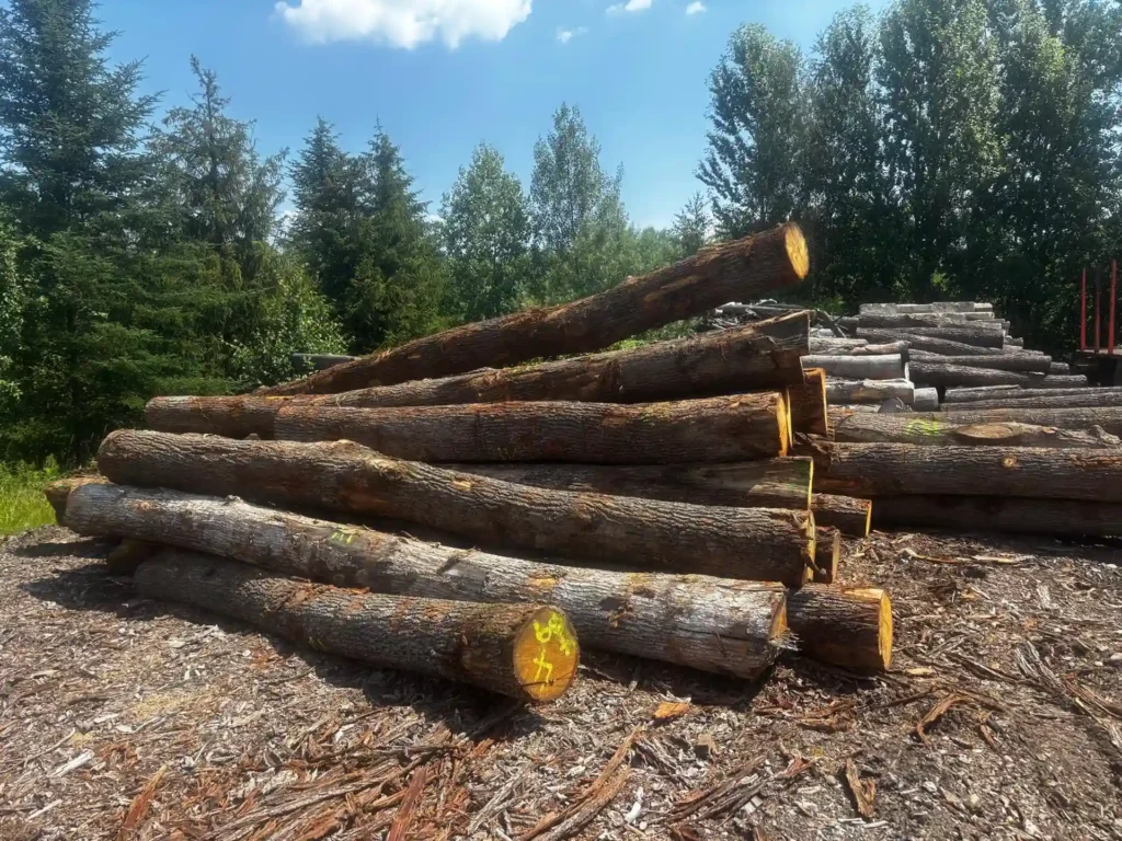 DĄB – drewno tartaczne, długość 4-12 m – SPRZEDAM