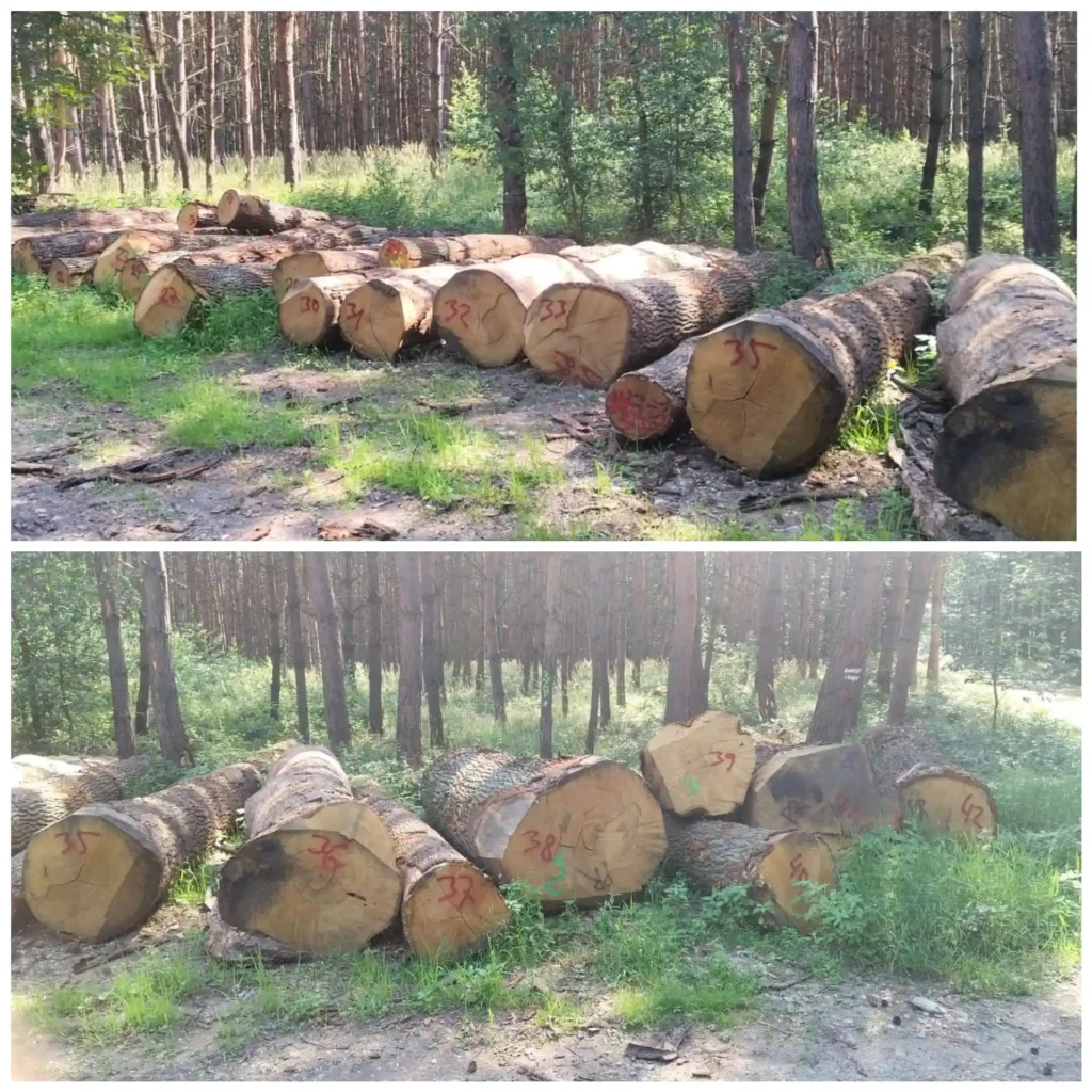 DĄB – drewno tartaczne- posusz, długość 4-12 m – SPRZEDAM