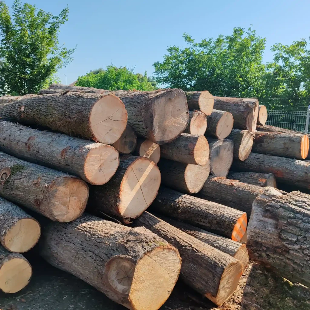 DĄB CZERWONY– kłody tartaczne, długość 4 m – SPRZEDAM