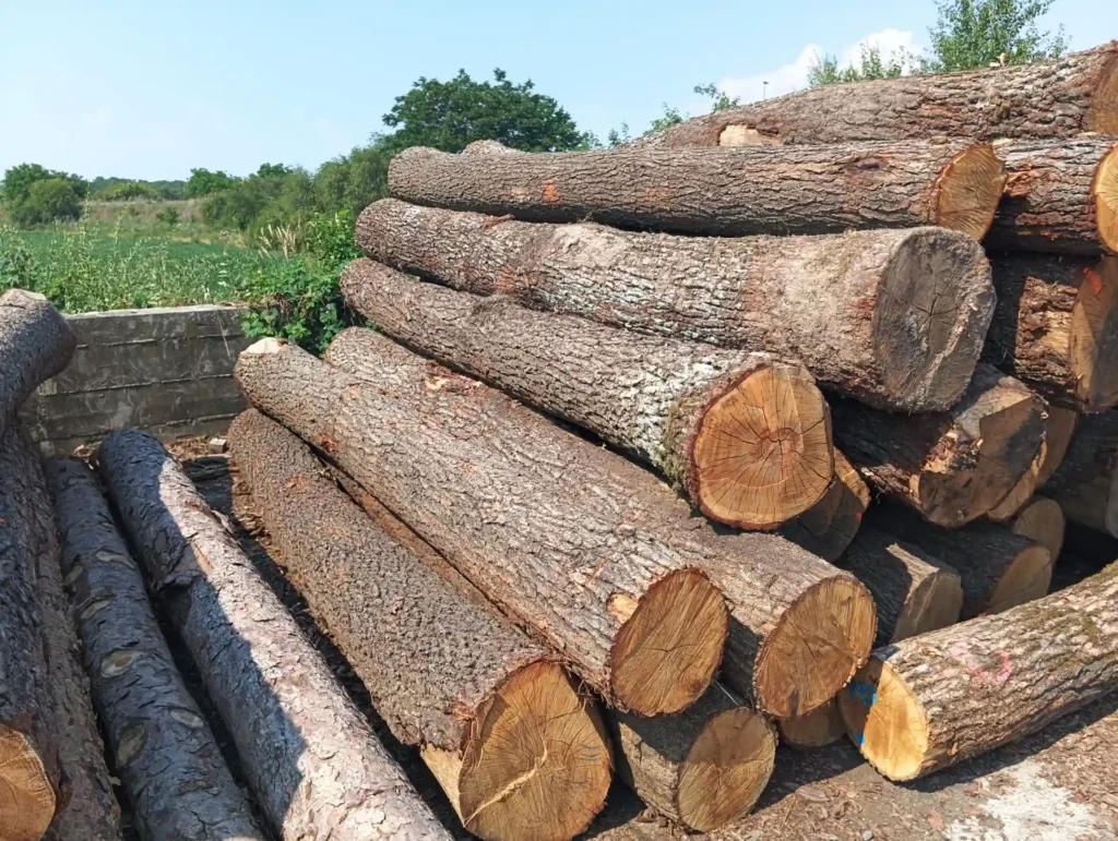 DĄB – kłody tartaczne, długość 4 m – SPRZEDAM