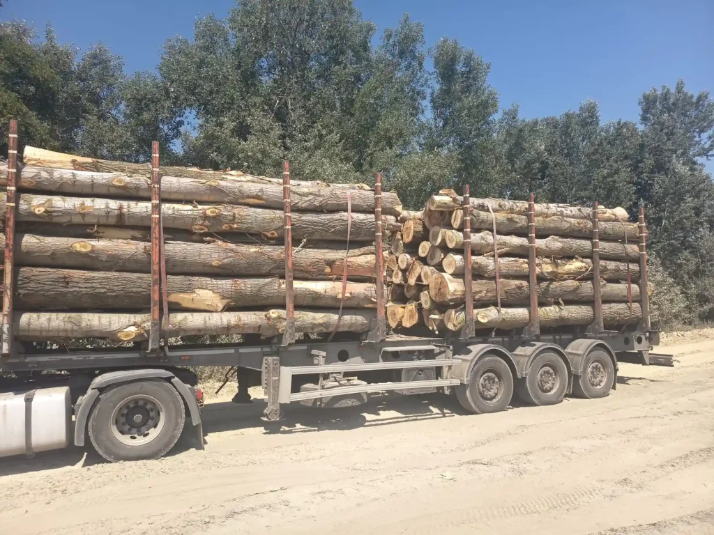 TOPOLA – kłody tartaczne, długość 2,5i 5 m – SPRZEDAM