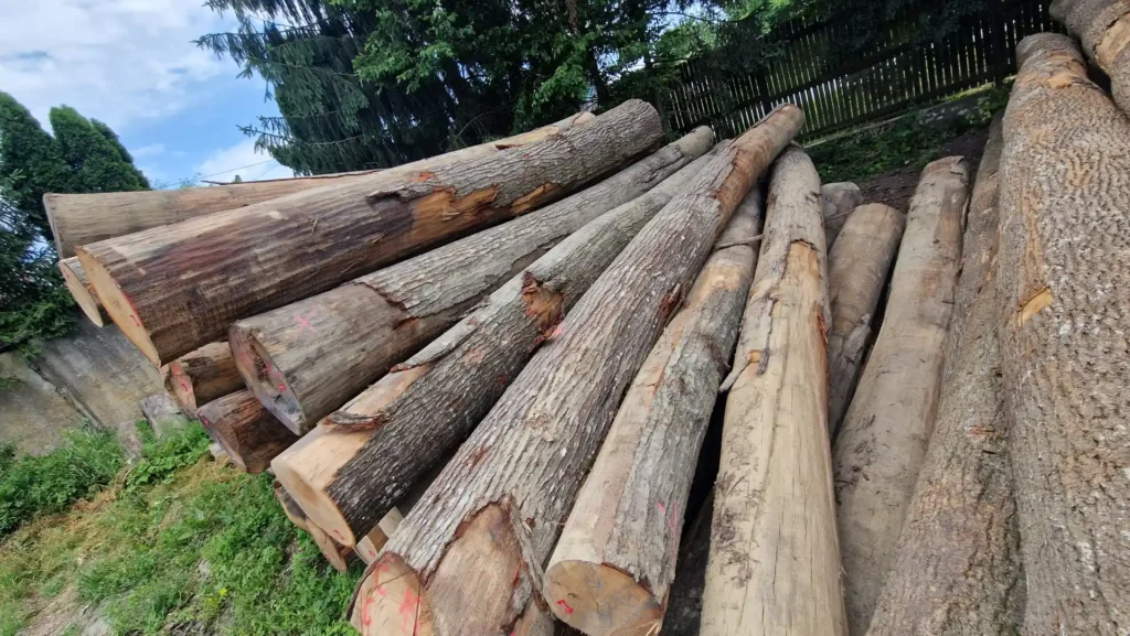 DĄB CZERWONY – kłody tartaczne, długość 3-6 m – SPRZEDAM