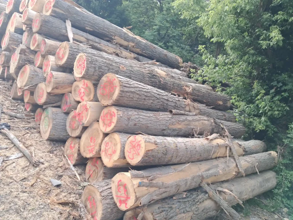TOPOLA – kłody tartaczne, długość 4 m – SPRZEDAM