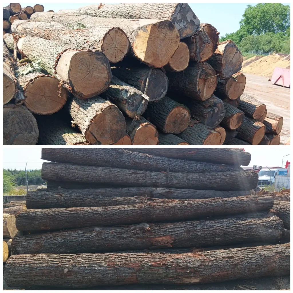 DĄB – kłody tartaczne, długość 4 m – SPRZEDAM