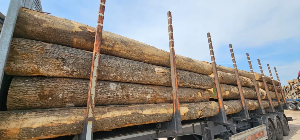 JESION – kłody tartaczne, długość 5 m – SPRZEDAM