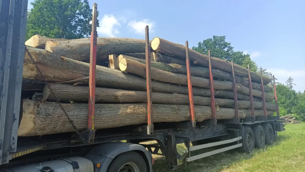 LIPA – drewno tartaczne, długość 4-12 m – SPRZEDAM
