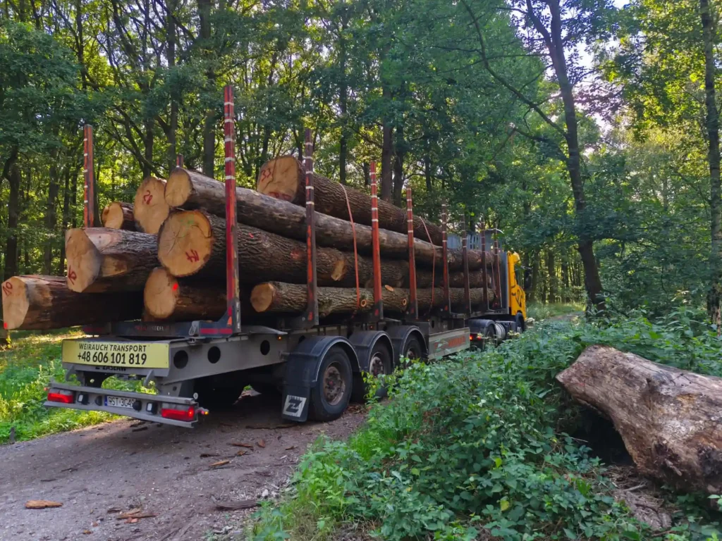 DĄB – drewno tartaczne, posusz, długość 4-8 m – SPRZEDAM