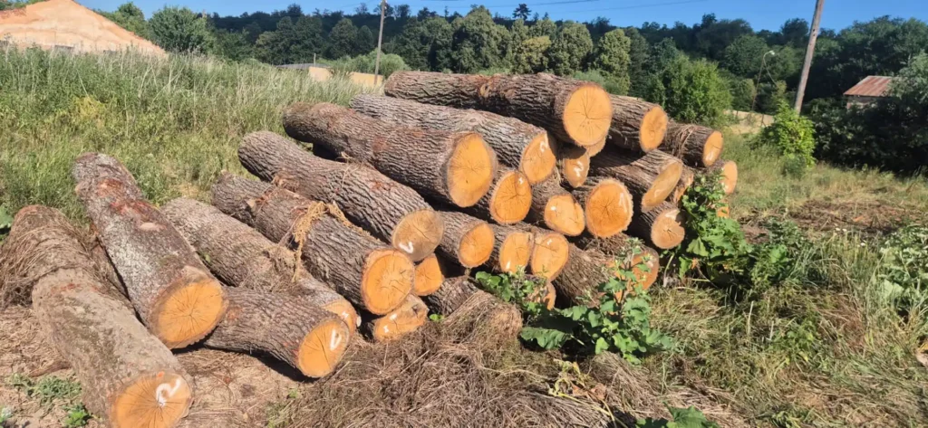 DĄB – kłody tartaczne, długość 2,5 m – SPRZEDAM