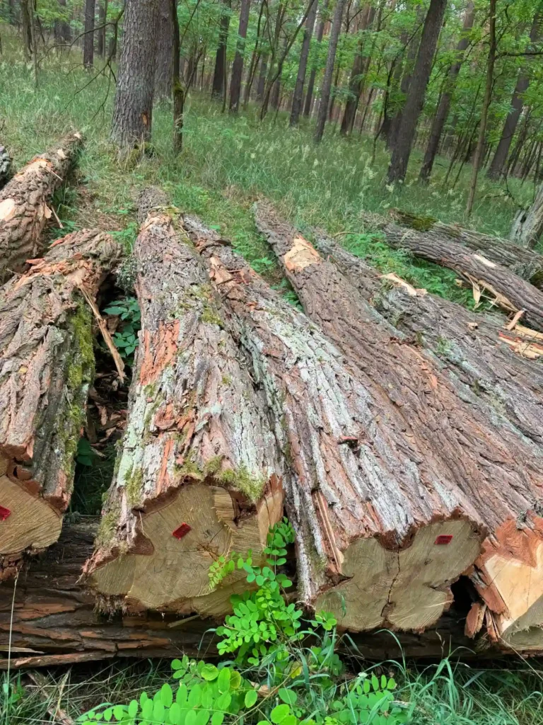 AKACJA – drewno tartaczne, długość 3-8 m – SPRZEDAM