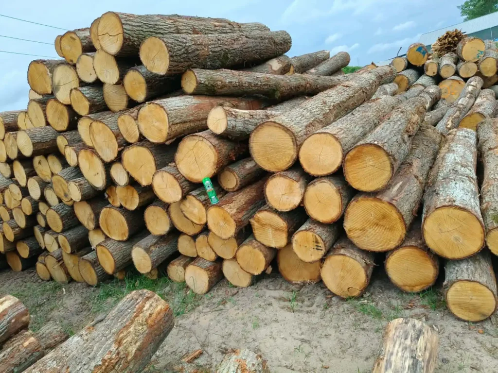 DĄB – kłody tartaczne, długość 3 m – SPRZEDAM