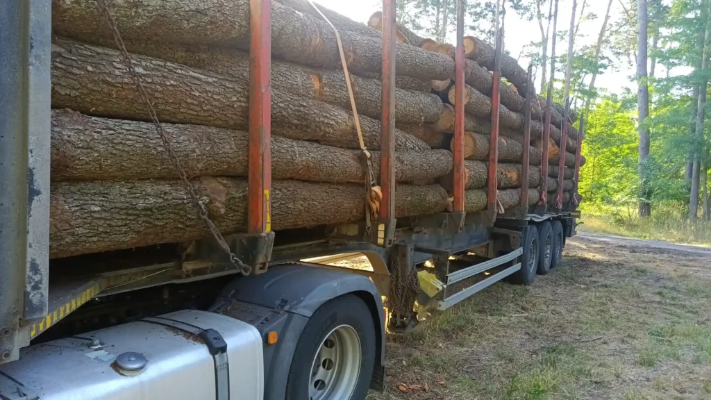 OLCHA – kłody tartaczne, długość 4 m – SPRZEDAM