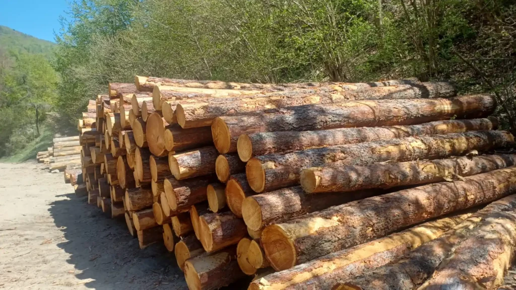 MODRZEW – kłody tartaczne, długość 4 m – SPRZEDAM