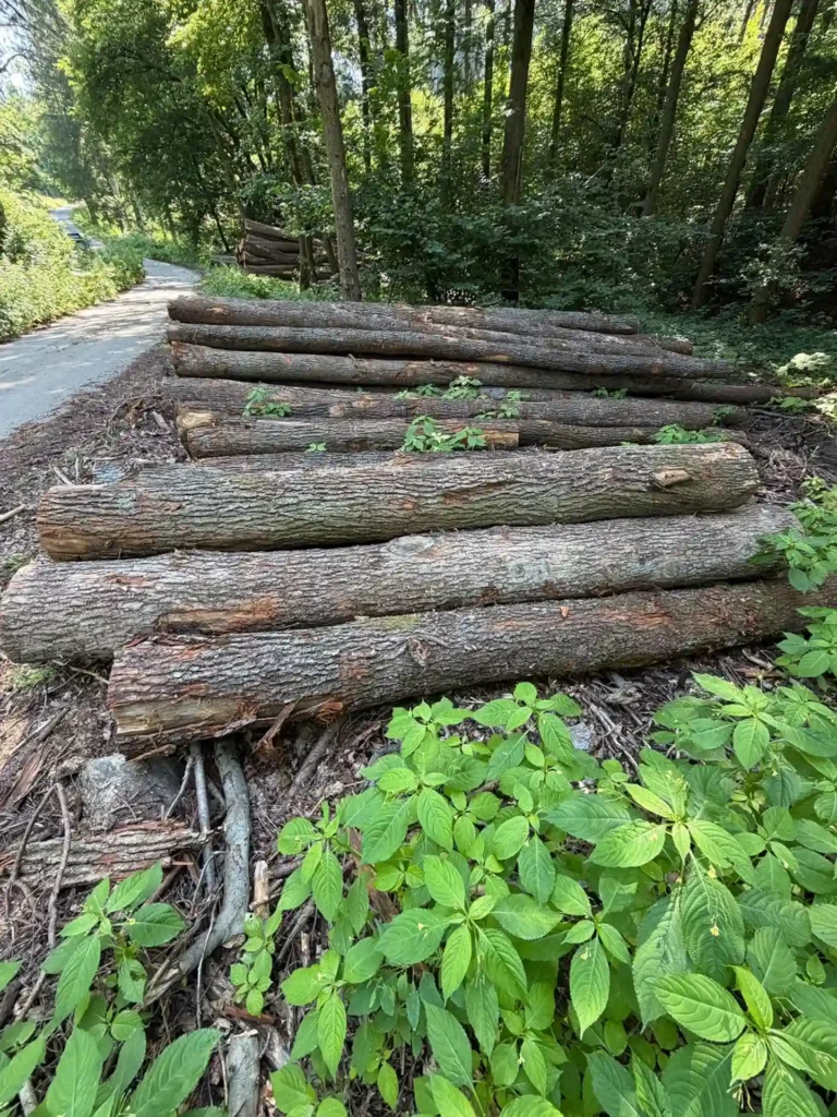 DĄB – drewno tartaczne, długość 3-8 m – SPRZEDAM