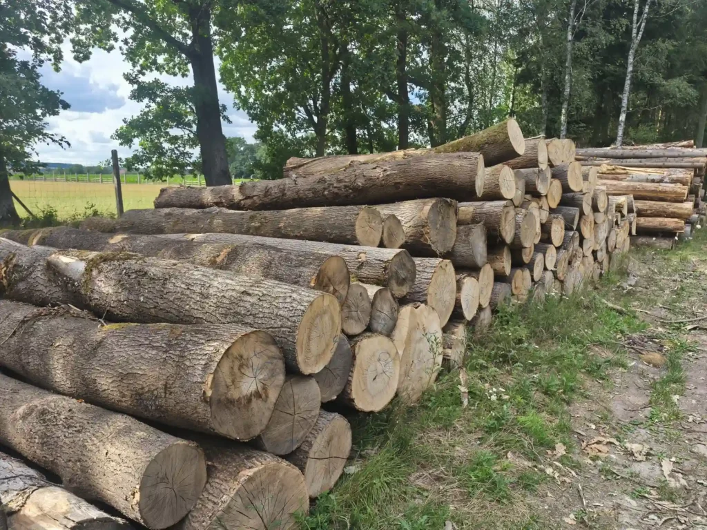 JESION – kłody tartaczne, długość 4 m – SPRZEDAM