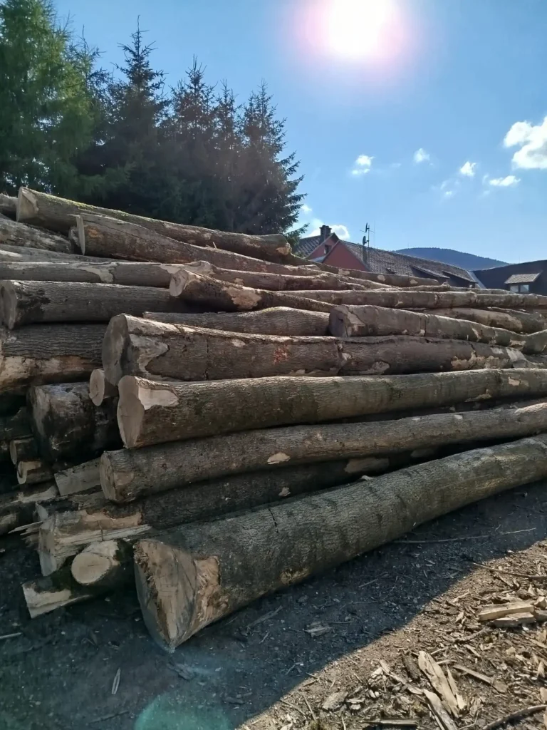 JESION – drewno tartaczne, długość 6-12 m – SPRZEDAM