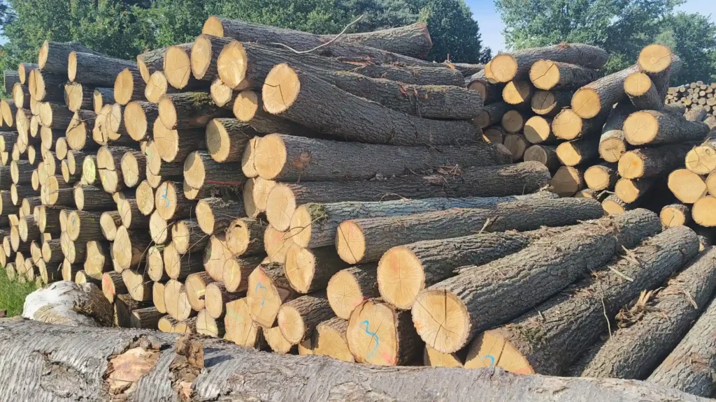 DĄB – kłody tartaczne, długość 3 m – SPRZEDAM