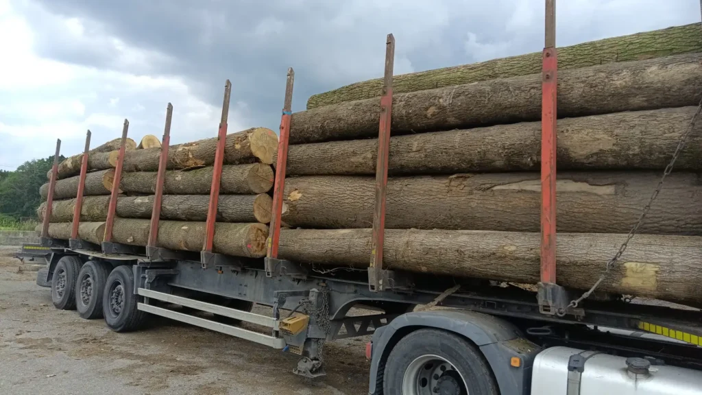 JESION – kłody tartaczne, długość 4 m – SPRZEDAM