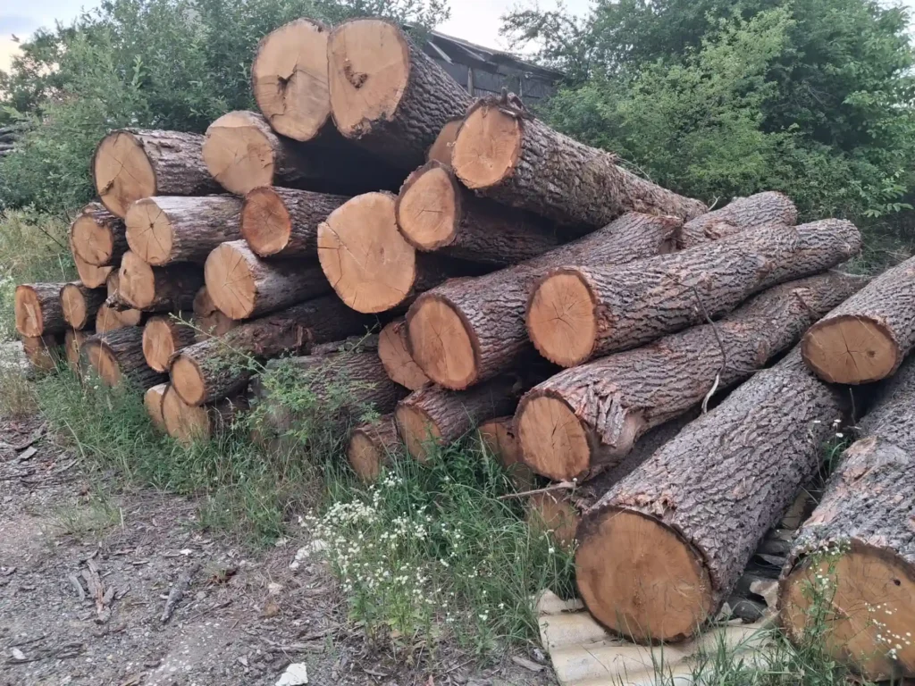 DĄB – kłody tartaczne, długość 2,5/3/4/5 m – SPRZEDAM