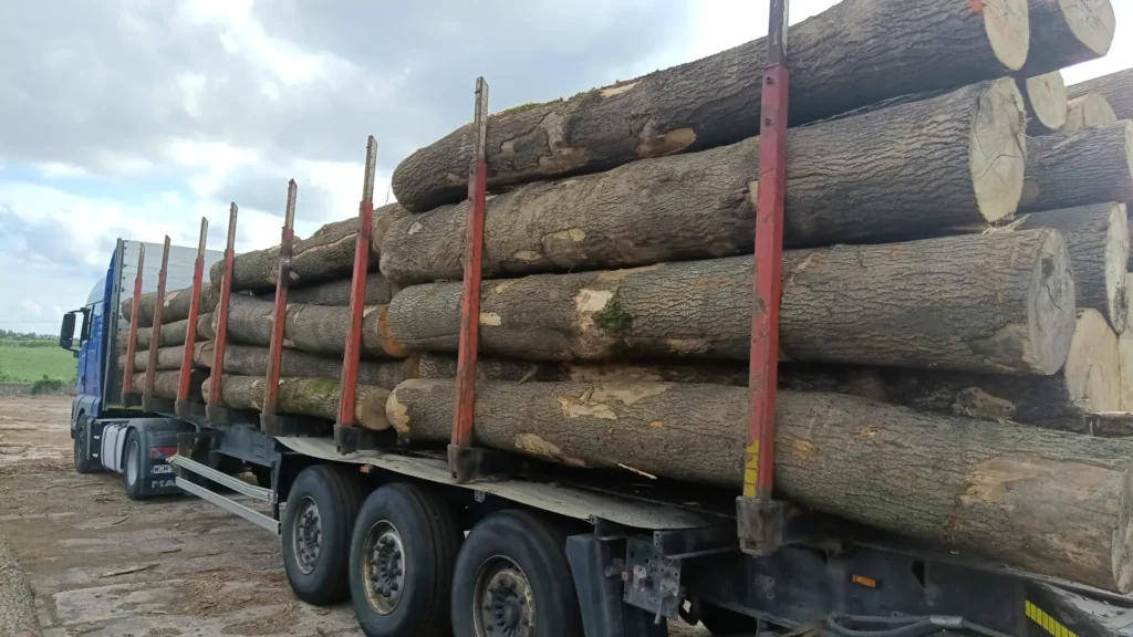JESION – Kłody tartaczne, długość 4 m – SPRZEDAM