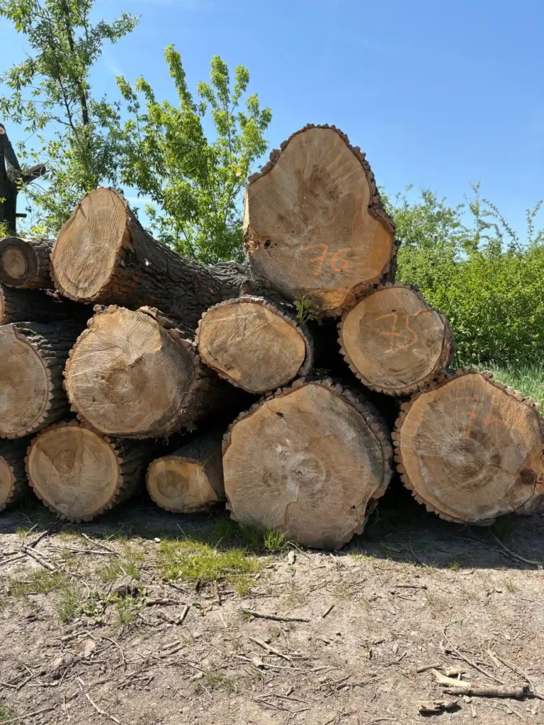 TOPOLA – kłody tartaczne, długość 2,5 i 5 m – SPRZEDAM